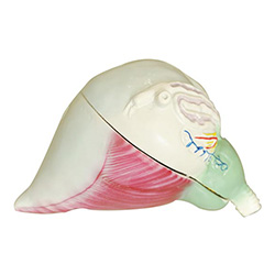 LM1134 ǰٷŴģ